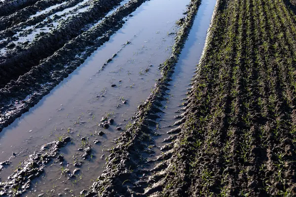 Pirinç tarlasında suyla dolup taşan çentikler, parlak güneş ışığı altında yemyeşil sıralarda filizlenen genç bitkilerin taze saban sürdüğünü gösteriyor..