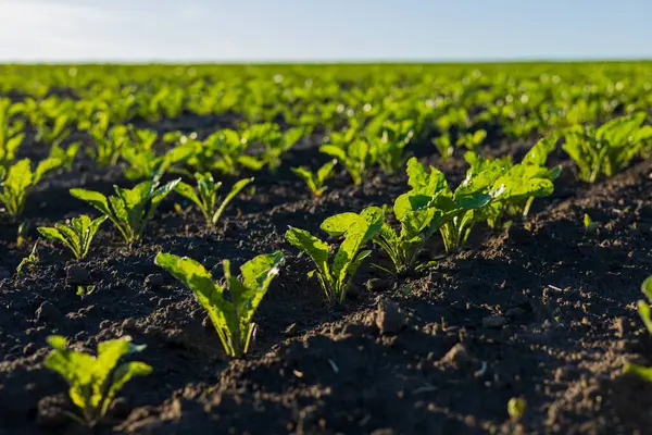 Enerjik şeker pancarı bitkileri düzenli olarak gelişir, verimli bir tarlada güneş ışığını emerek, büyüme mevsiminde gelecek vaadeden hasat işaretlerini verir..