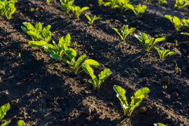 Genç şeker pancarı bitkileri, parlak bir tarım tarlasında güneş ışığının tadını çıkararak, karanlık ve zengin topraklarda büyür..