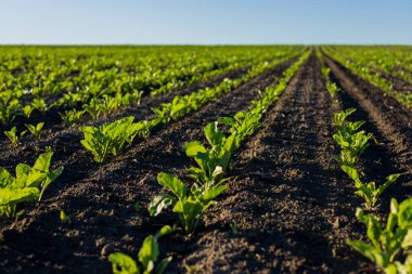 Şeker pancarı tarlaları ufuk boyunca uzanıyor, parlak yeşil yapraklardan oluşan sıralar koyu, güneşli havada zengin topraktan çıkıyor..