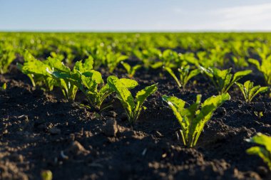 Bereketli yeşil pancar bitkileri, berrak mavi gökyüzünün altındaki verimli bir arazide sağlıklı tarım uygulamaları sergiliyor..