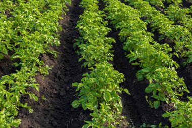 Sağlıklı yeşil patates bitkileri tarımsal alanda düzenli olarak yetişir. İdeal koşullar gelişimlerini destekliyor.
