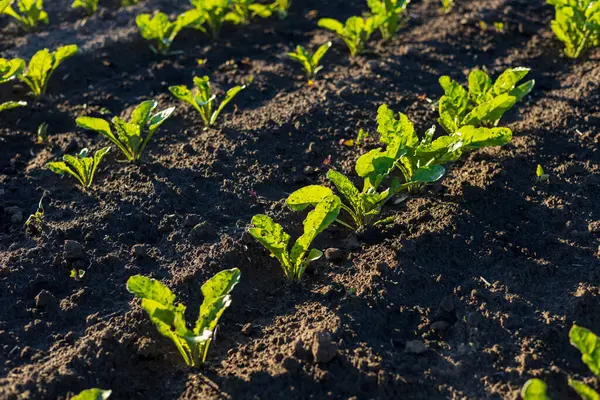 Taze ekilmiş şeker pancarı ürünleri, verimli bir tarım alanında, parlak güneş ışığı altında, zengin, karanlık topraktan çıkar..