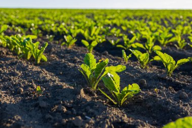 Parlak yeşil pancar bitkileri, güneş ışığıyla aydınlatılan ve sağlıklı bir büyüme gösteren iyi bakımlı bir alanda büyür..