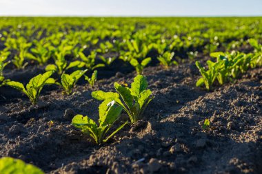 Şeker pancarı bitkileri, berrak bir gökyüzünün altındaki yemyeşil bir tarlada, gelişmekte olan güneşe doğru hızla büyür..