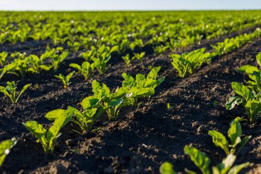 Yeni filizlenen şeker pancarı bitkileri zengin topraklarda büyür, geniş bir tarımsal alanda parlak güneş ışığı altında gelişir..