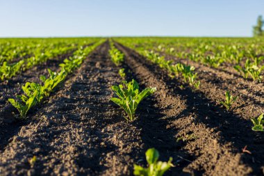 Canlı yeşil pancar tohumu, parlak mavi bir gökyüzünün altında, tarlalar boyunca uzanan, zengin, karanlık topraktan çıkıyor..