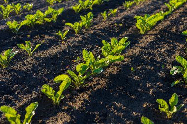 Yeşil pancar tarlaları, iyi bakılan bir tarlada sertçe büyür. Sabah güneşiyle aydınlanır..