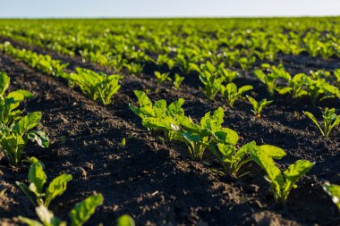 Genç şeker pancarı bitkileri, geniş bir tarımsal arazide sıcak güneş ışığıyla aydınlatılan, düzenli sıralarla sıralanmış, iyi sürülmüş topraklarda gelişir..