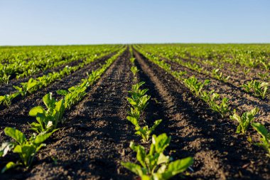 Genç şeker pancarı bitkileri, berrak bir gökyüzünün altında huzurlu bir kırsal alana yayılarak zengin topraklarda gelişir..