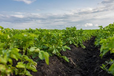 Sağlıklı patates tarlaları kırsal bir alana yayılıyor, parçalı bulutlu bir gökyüzünün altındaki kara toprakta gelişiyor..