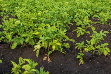 Canlı patates bitkileri, verimli yeşil yapraklarını ve zengin topraklardaki sağlıklı gelişimi ön plana çıkaran, yoğun bir kırsal alanda yetişir..