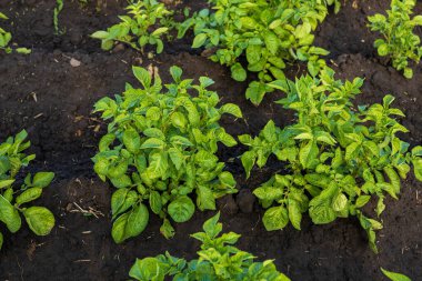 Bereketli patates bitkileri sık sık kırsal bir alanda yetişir, ilkbaharda bakımlı bir bahçede sağlıklı yeşil yapraklar sergilerler..