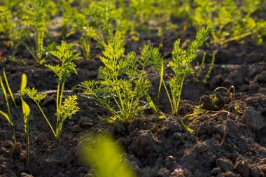 Bereketli topraklarda canlı bir havuç sürüsü gelişiyor, organik bahçıvanlığın özünü ve sağlıklı gıda seçeneklerinin önemini gözler önüne seriyor..