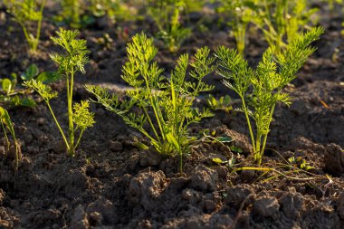 Sağlıklı havuçlar nemli topraklarda gelişir, canlı yeşil yapraklar sergilenir ve yakında yeni ürünler elde edileceğine dair söz verirler..
