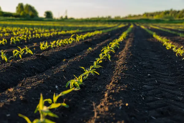 Genç mısır tarlaları zengin topraklarda serpilmiş, huzurlu bir çiftlikte huzurlu bir akşam boyunca ılık ışıkla yıkanmış..