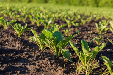 Yeşil şeker pancarı filizleri, bereketli büyüme mevsiminde verimli bir tarlada güneş ışığını emerek, zengin, karanlık topraklarda gelişir..