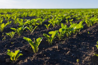 Bereketli yeşil pancar fideleri yukarı doğru uzanır, güzel bir günün güneşinin altında güneşlenirler..