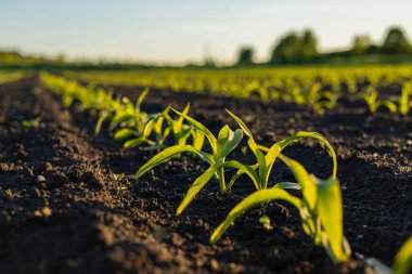 Genç mısır filizleri, zengin, karanlık topraktan çıkar. Sabah güneşinin altın parıltısında güneşlenerek, yeni başlangıçları simgeler..