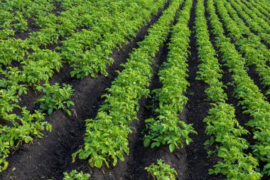 Bereketli yeşil patates bitkileri temiz mavi gökyüzünün altında düzenli olarak büyür ve yaz boyunca açmakta olan tarımın güzelliğini gözler önüne serer..