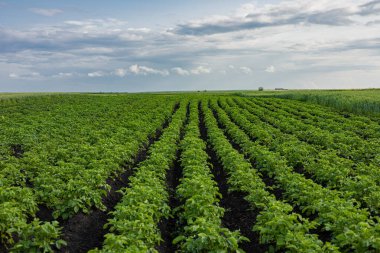 Canlı patates bitkileri zengin topraklarda serpilmiş bulutlu gökyüzünün altında güneşlenerek doğanın cömertliğini sergiliyor..