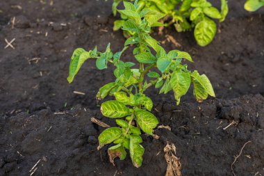 Taze patates bitkileri besin zengini topraktan canlı bir şekilde filizlenir. Güneşin sıcaklığını bir bahçe arazisinde emer..