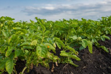 Canlı patates bitkileri verimli topraklarda gelişir, gökyüzüne doğru uzanırken bulutlar tembelce gökyüzünde sürüklenir, hasat zamanı geldiğini ima eder..