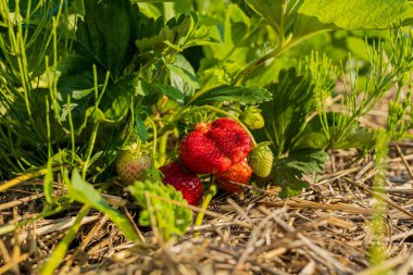 Lezzetli çilekler sıcak güneş ışığı altında güneşlenir, yeşil yaprakların arasında canlı kırmızı renklerini sergilerler..