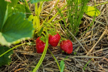 Canlı çilekler sulu tazelikle patlıyor, yeşilliğin ortasındaki topraklarda dinleniyor, yaz hasatının neşesini sembolize ediyor..