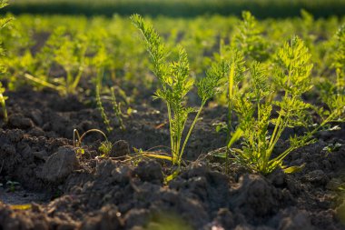 Çiğ ile öpülmüş havuç, sıcak güneş ışığında güneşlenir. Büyüyen bir bahçedeki besin değeri yüksek topraktan zarif bir şekilde çıkar ve bol miktarda hasat vaat eder..