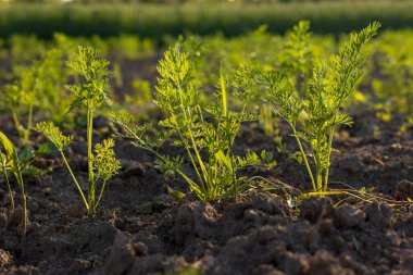Bereketli yeşil havuç tepeleri zengin topraktan çıkar, güneşli bir günde canlı bir sebze bahçesinde gelişir..