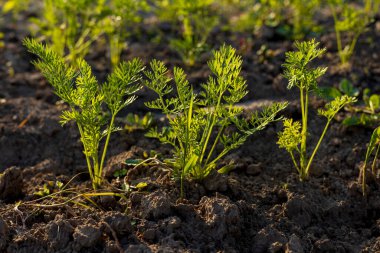 Bereketli yeşil havuç tepeleri, güneş ışığı sabahın erken saatlerinde yeşeren sebze bahçesini nazikçe yıkarken karanlık ve nemli topraktan çıkar..
