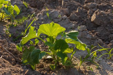 Genç bir balkabağı bitkisinin canlı yeşil yaprakları güneşli bir alanda gelişerek sonbaharda ekinlerin büyümesinin güzelliğini gözler önüne seriyor..