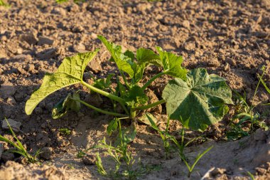 Genç bir balkabağı bitkisi verimli topraktan yükselen yemyeşil yapraklarla, açık gökyüzünün altında büyür..