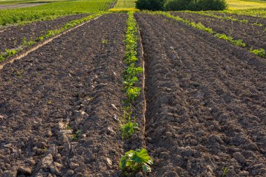Yeni sürülmüş toprak sıraları güneşin altında gelişen balkabağı bitkilerini ön plana çıkarıyor ve tarım ortamında doğanın güzelliğini gözler önüne seriyor..