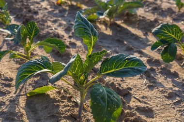 Genç lahana bitkileri topraktan filizlenir, sabahın erken saatlerinde bir tarlada güneşin altında güneşlenirler..