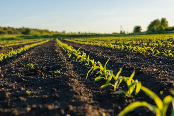 Yeşil mısır filizleri gökyüzüne doğru uzanıyor, hayat dolu sakin bir kırsal alanın güneşinin tadını çıkarıyor ve umut veriyor..