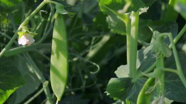 Bereketli yeşil bezelyeler ve kabuklar sağlıklı bitkilerle dolu canlı bir bahçede büyür ve doğanın cömertliğini gözler önüne serer.