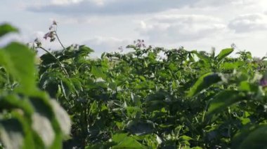 Parlak gökyüzünün altında yeşil yapraklarla çevrili gelişen patates bitkilerine tanık olun. Yaz çiftçiliğinin tarımını sergiliyorlar.