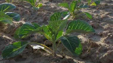 Parlak yeşil lahana filizleri bir çiftlik alanında büyür ve baharın başlarında güneşin altındaki zengin topraklarda büyümelerini sergiler.