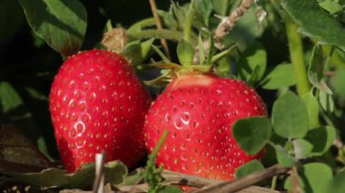 Olgun, sulu çilekler canlı yeşil yaprakların içinde güneşlenerek zengin toprak zeminine karşı tazeliklerini vurguluyorlar.