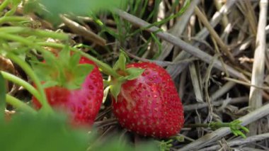 Canlı yeşil bir alanda toplanan taze ve sulu olgun çilekleri izleyin. Sağlıklarını ve lezzetlerini vurgulayın.