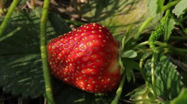 Parlak gün ışığı altında lezzetli, olgun çileklerle dolu canlı bir çilek tarlasını keşfedin. Sağlıklı, sulu cazibelerini sergilerler.