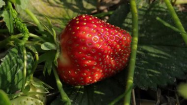 Güneşli bir çiftlikteki yeşil yapraklara serpiştirilmiş taze çileklerin canlı renklerini deneyin.