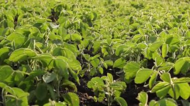 Sağlıklı soya bitkileri geniş bir alanı parlak güneş ışığı altında yemyeşil yapraklarla doldurarak ideal büyüme ve tarım uygulamalarını gösterir.