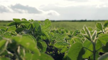 Bereketli soya bitkileri geniş tarlalar boyunca uzanıyor, sağlıklı büyümeyi ve güneş batarken zengin yeşil bir rengi ortaya koyuyor.