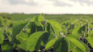 Berrak gökyüzü ve bol güneş ışığıyla yemyeşil bir arazide büyüyen canlı bir soya fasulyesi tarımsal uygulamaları vurguluyor.
