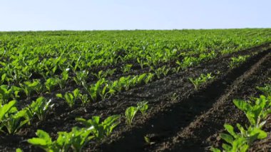 Sağlıklı şeker pancarı filizleri, güneşli bir ortamda canlı yeşil yapraklar sergileyerek iyi bakılan bir alanda gelişir.