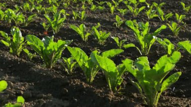 Yeni şeker pancarı filizleri, tarlada sürdürülebilir tarım uygulamalarının büyüme potansiyelini gözler önüne sererek iyi bakılmış topraklarda gelişiyor.
