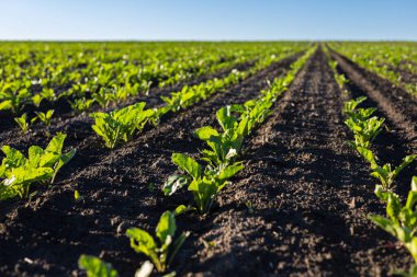 Canlı şeker pancarı filizleri geniş bir alanda iyi korunmuş sıralarda büyür, sıcak güneş ışığı ve besin zengini toprağın tadını çıkarırlar..